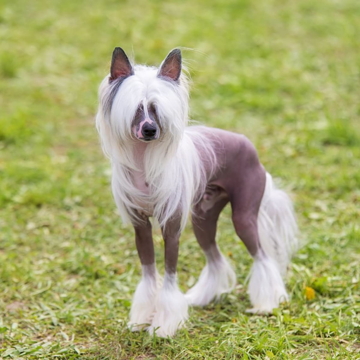50 Ugly Dog Breeds You'll Love - Parade Pets