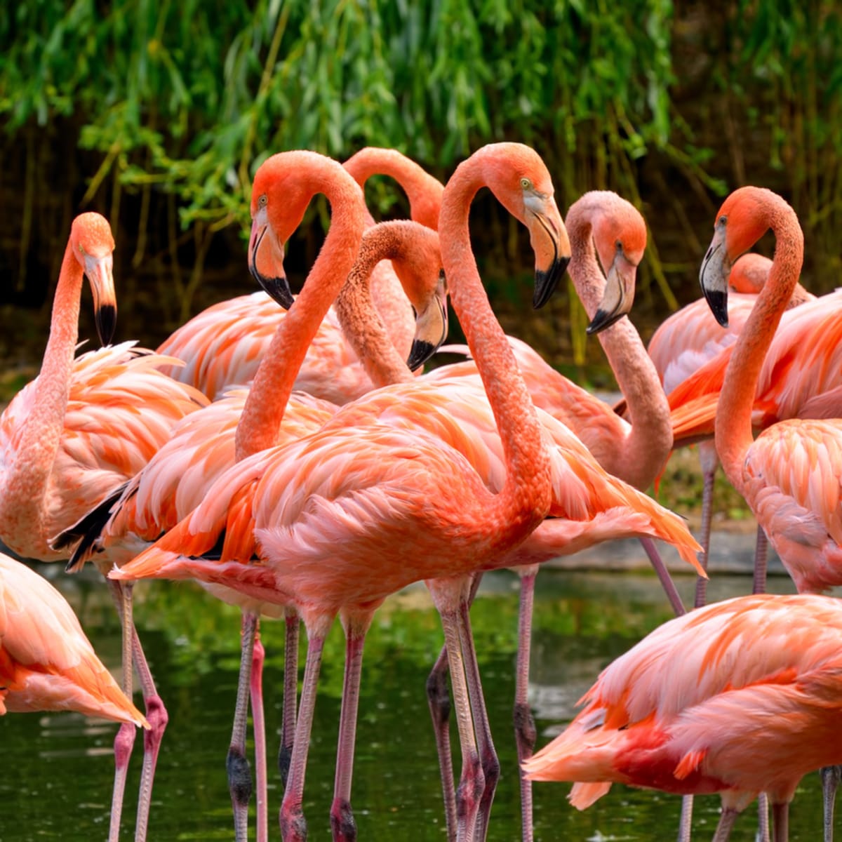 Why Are Flamingos Pink? - Parade Pets