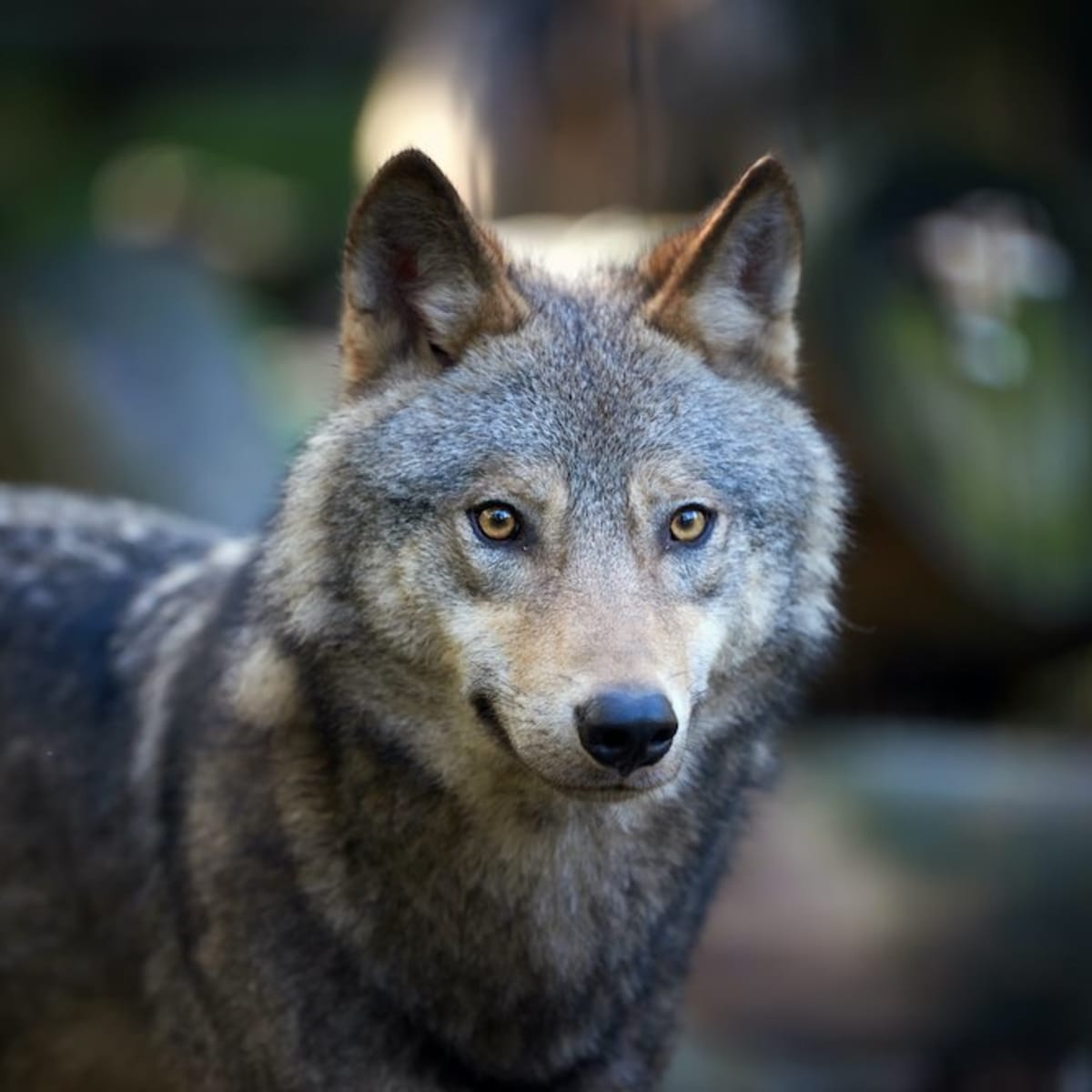 What States Are Wolf Dogs Legal