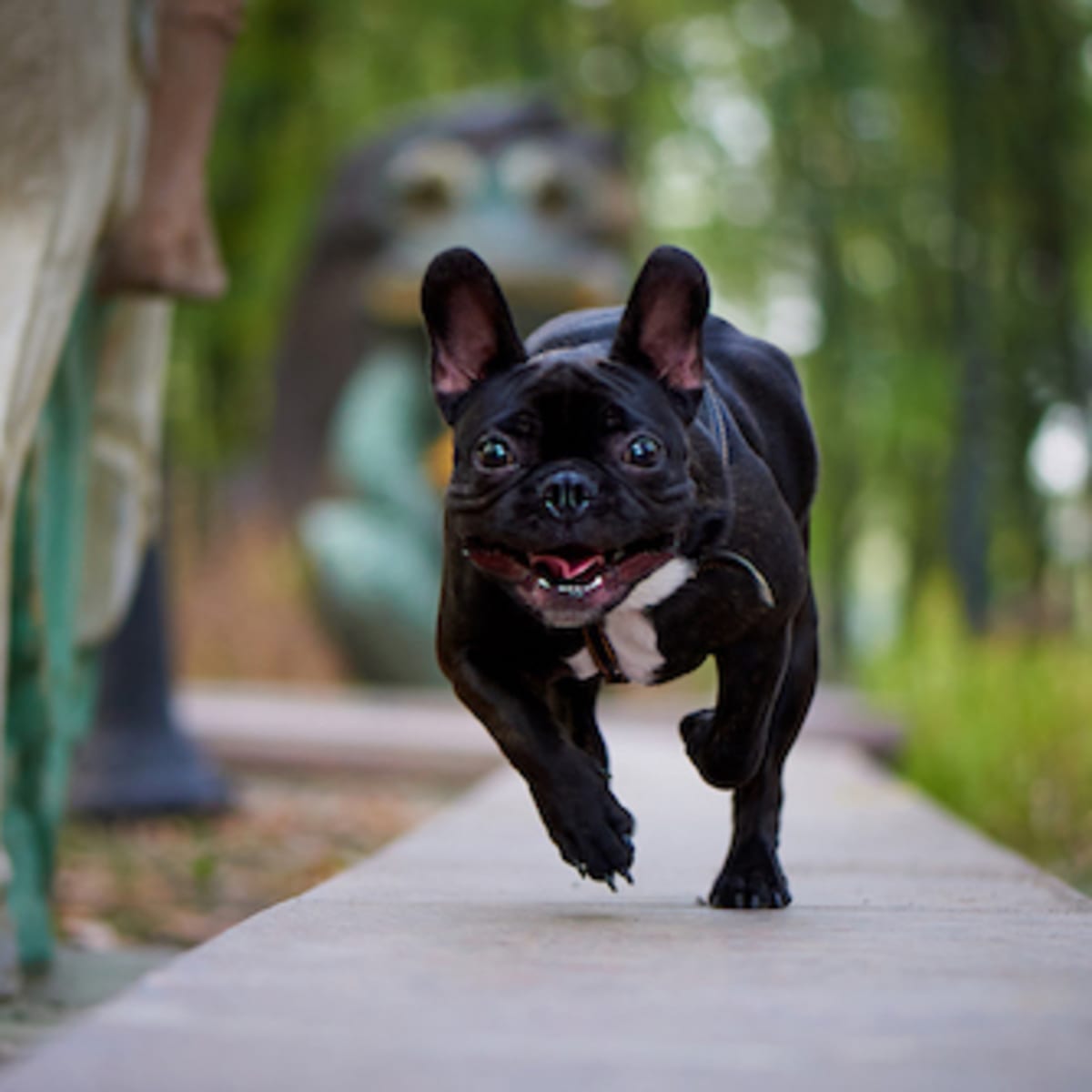 15 Adorable Black Dog Breeds — Best Black Dog Breeds - Parade Pets