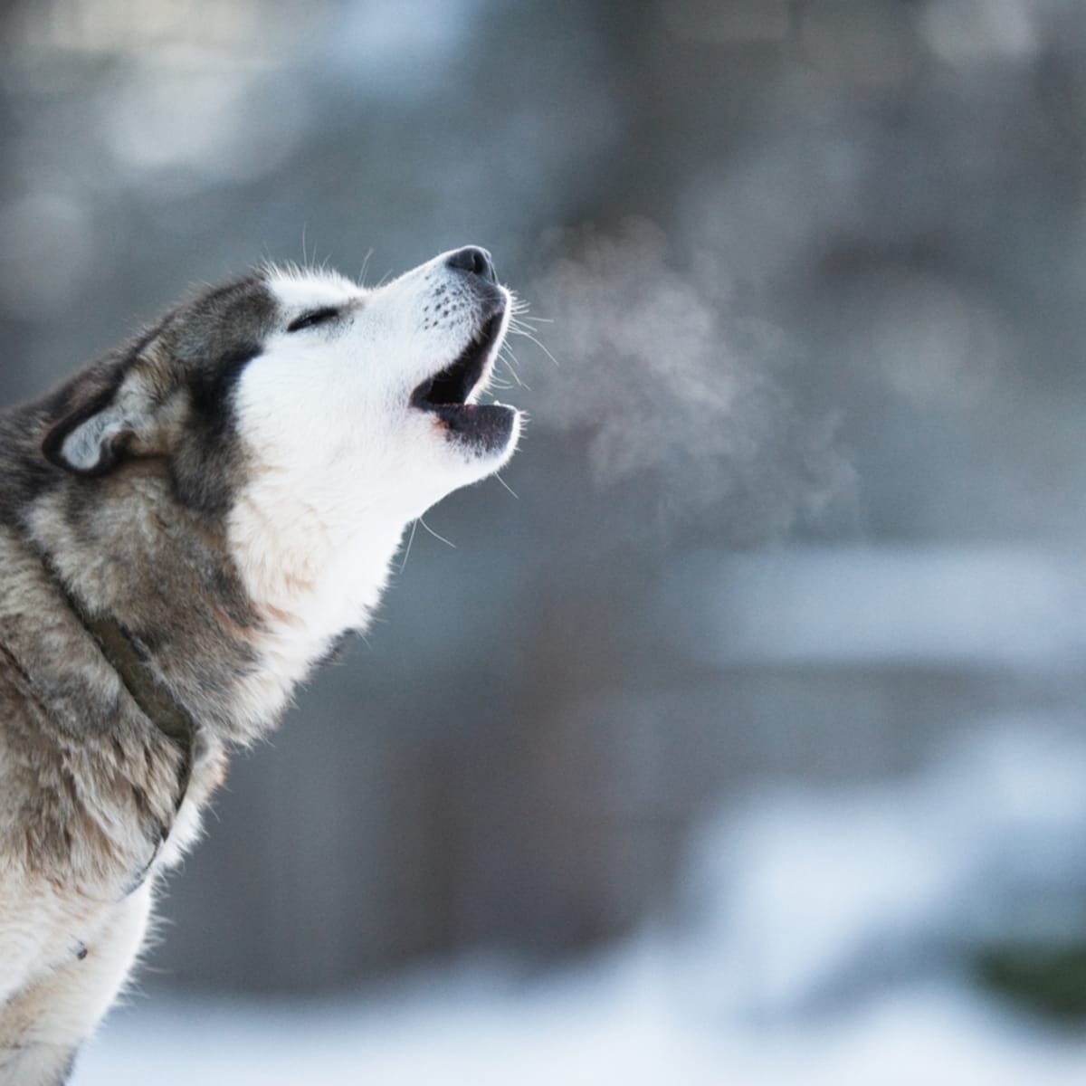 what does it mean when a dog howls with you