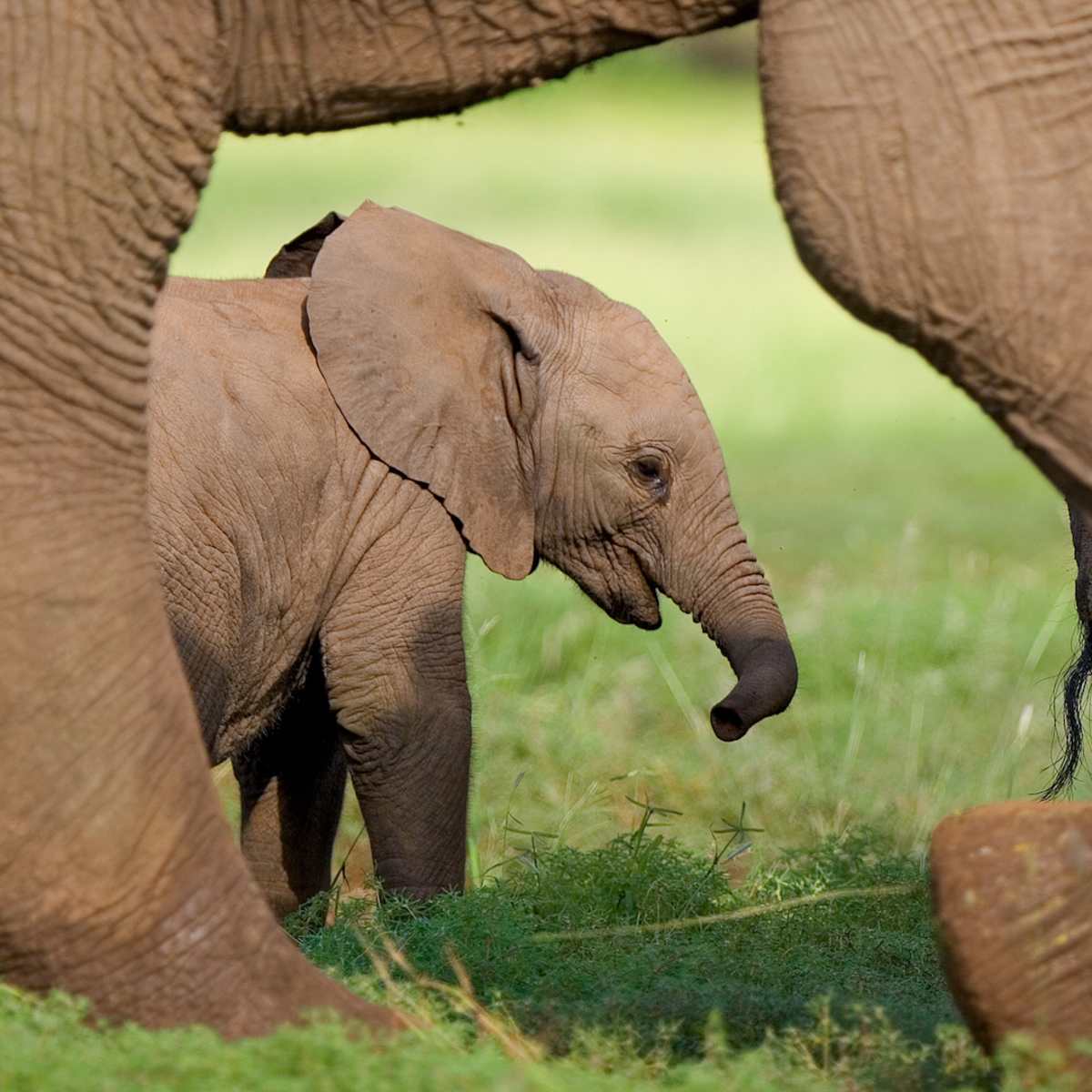 Toledo Zoo Shares the Name of Precious New Baby Elephant - Parade Pets