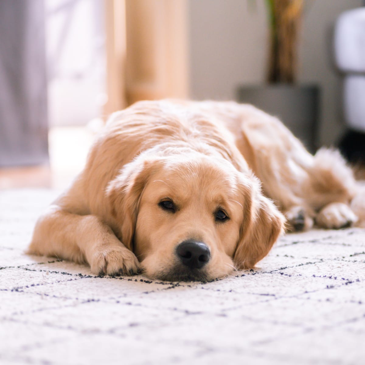 Golden Retriever Has Most Joyful Response to Meeting New Puppy Sibling