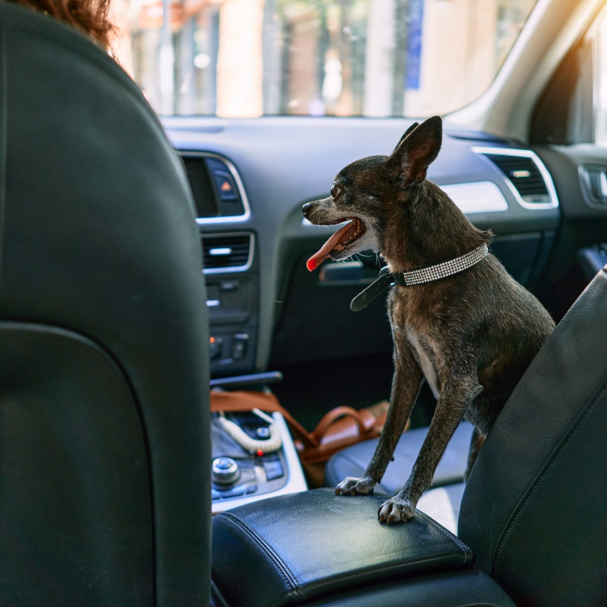 Little Dog in Car Sits on Mom's Morning Coffee in Most Humorous Way -  Parade Pets