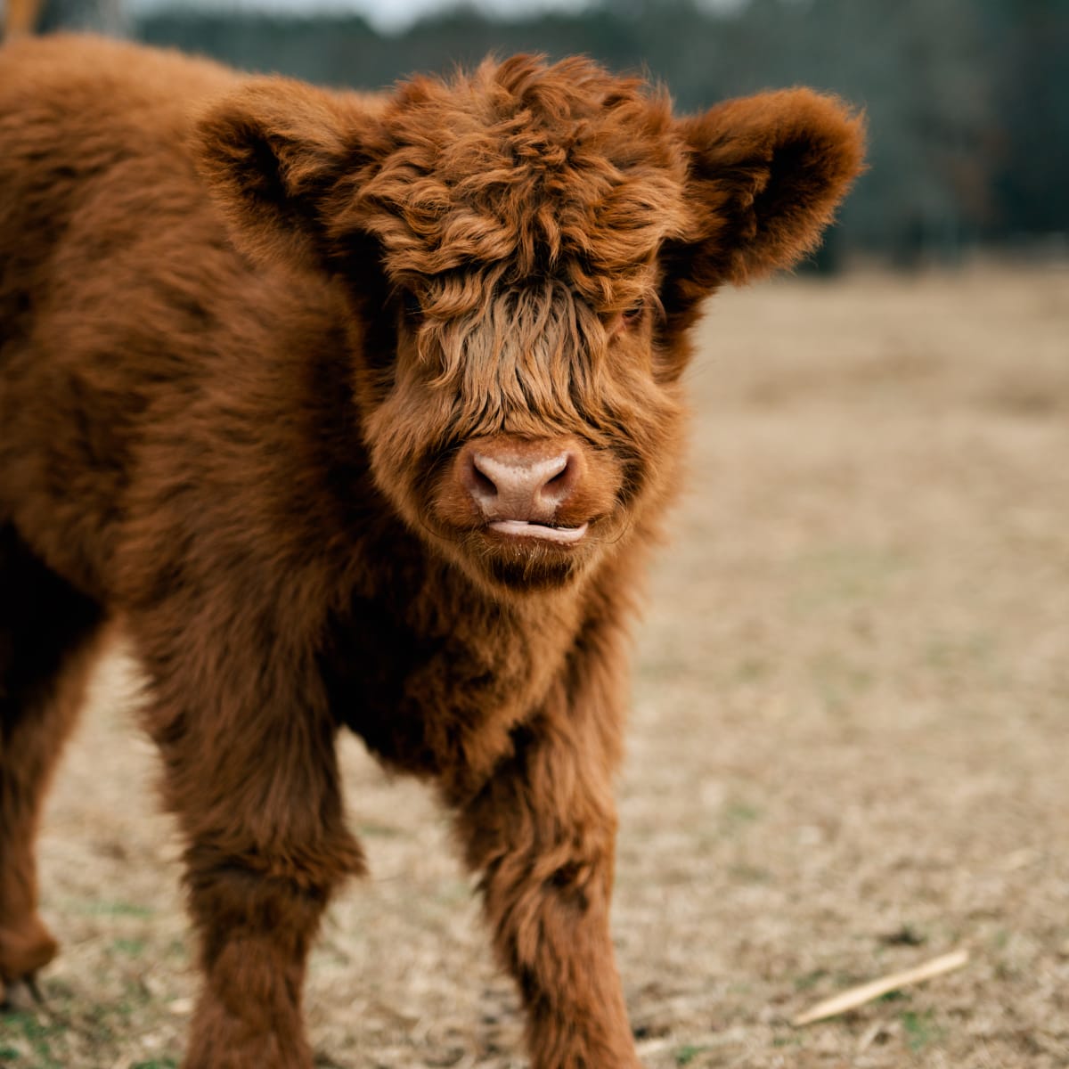 Mini Cows Get Adorably Excited Over an Early Christmas Present