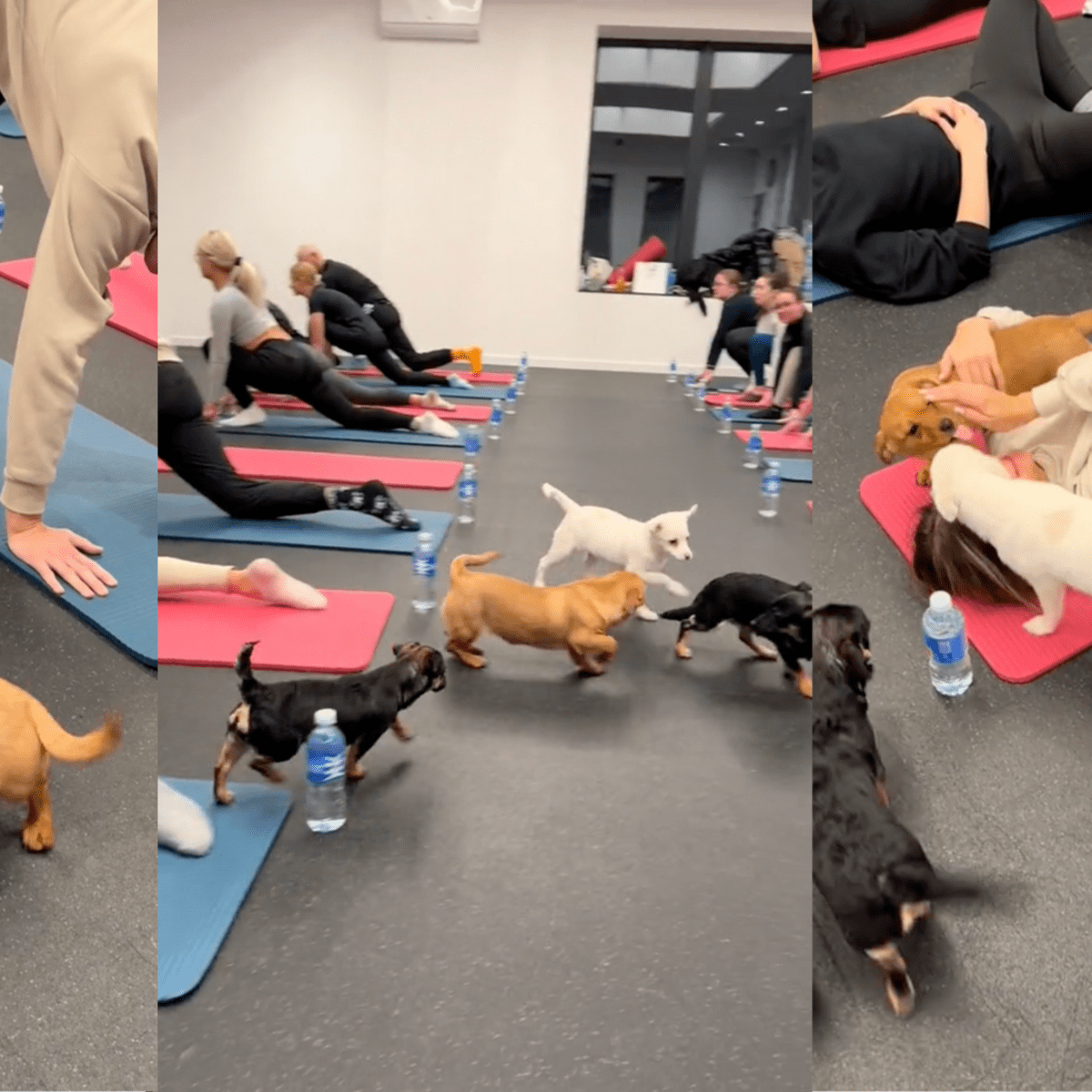 Puppy Yoga London  Combining Yoga & Puppy Cuddling