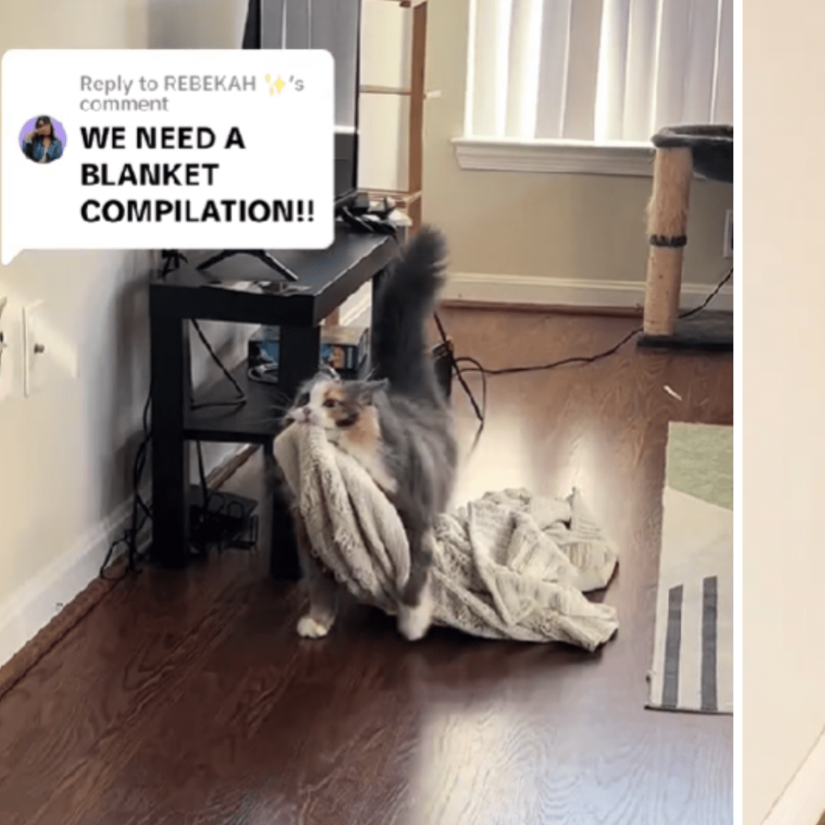 Rescue Cat Carries Blanket Around House in Most Adorable Way: 'Waddles