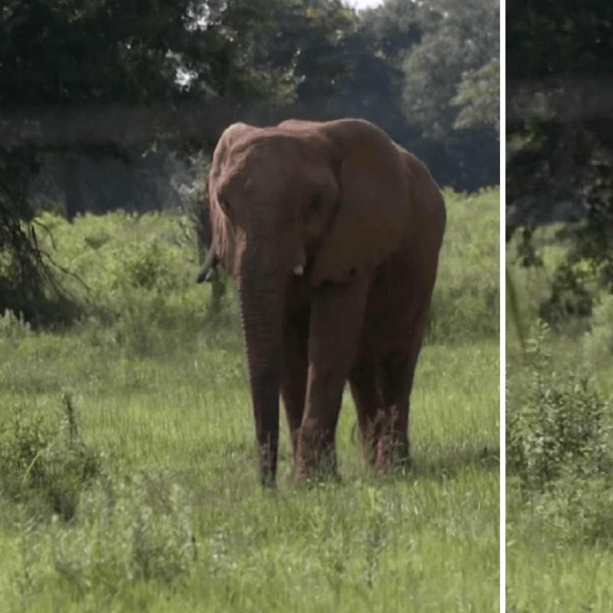 Elephant Rescued After 35 Years in Captivity Finds Forever Home