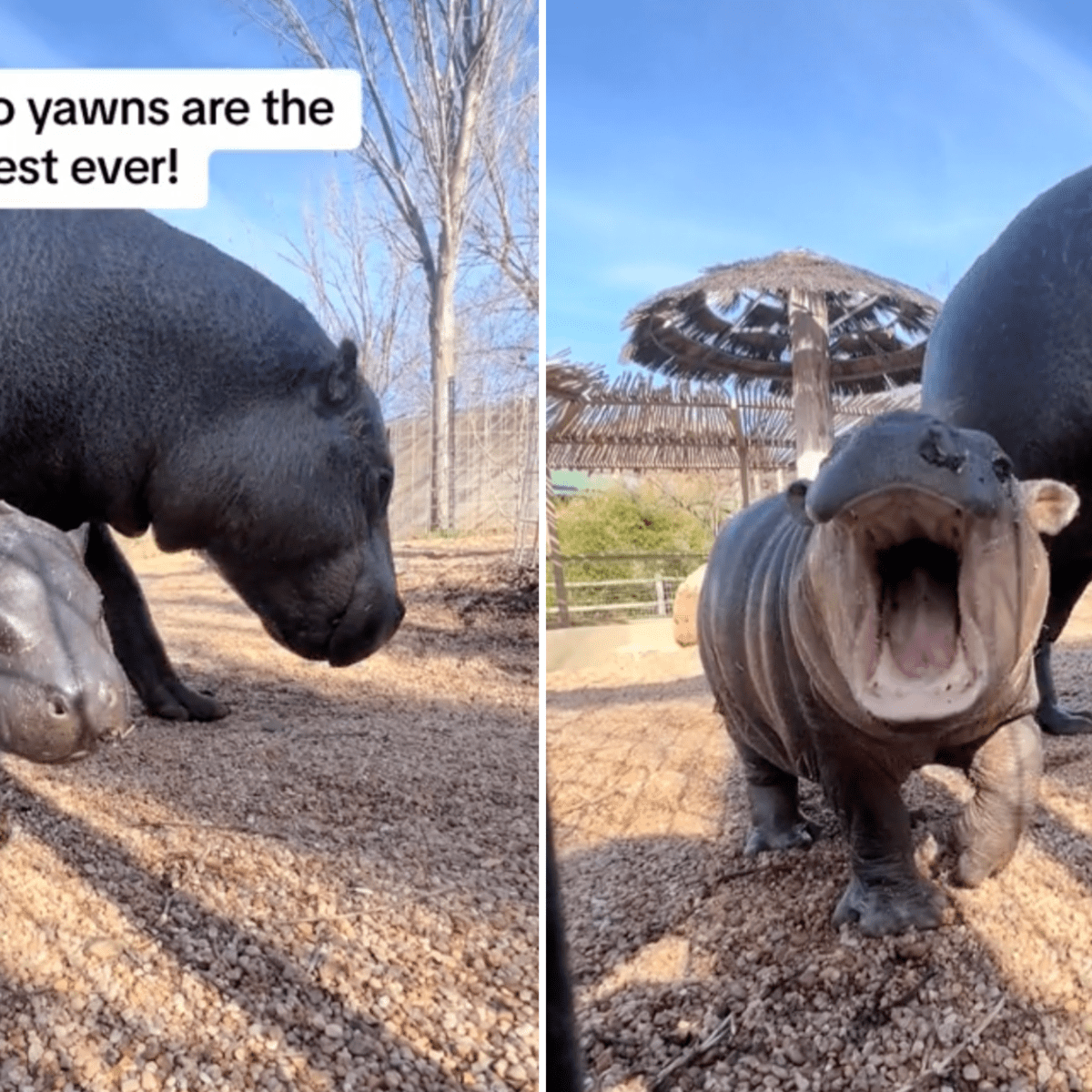 Baby Hippo Is Becoming a Media Sensation Over His Big Yawn - Parade Pets