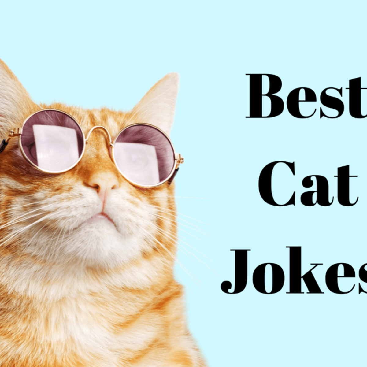 funny cat jokes