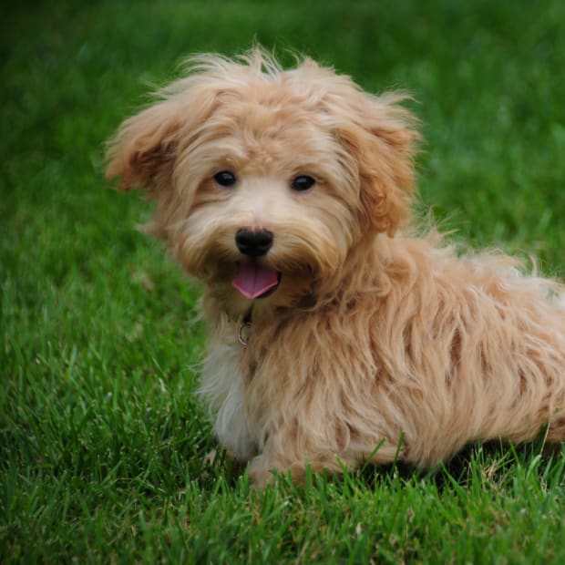 Small and calm dog breeds top