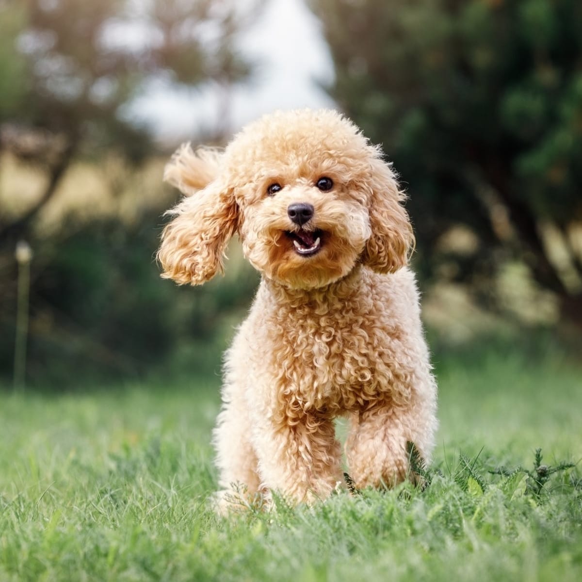 Toy poodle deals running