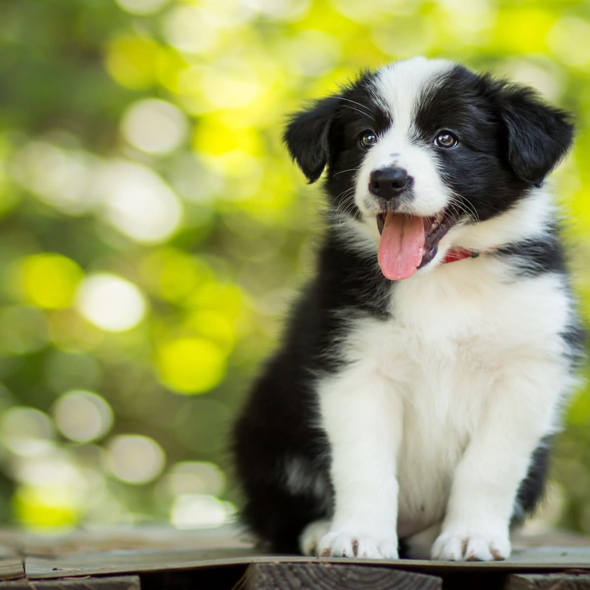What to feed sale a border collie puppy