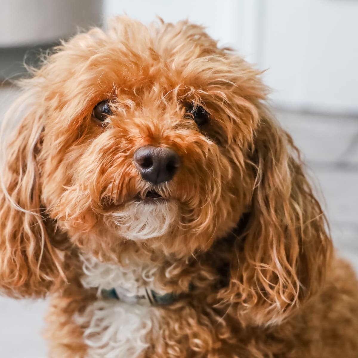 Toy poodle deals mixed with bichon