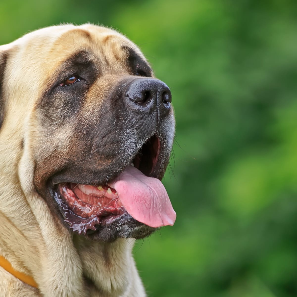200 pound best sale english mastiff