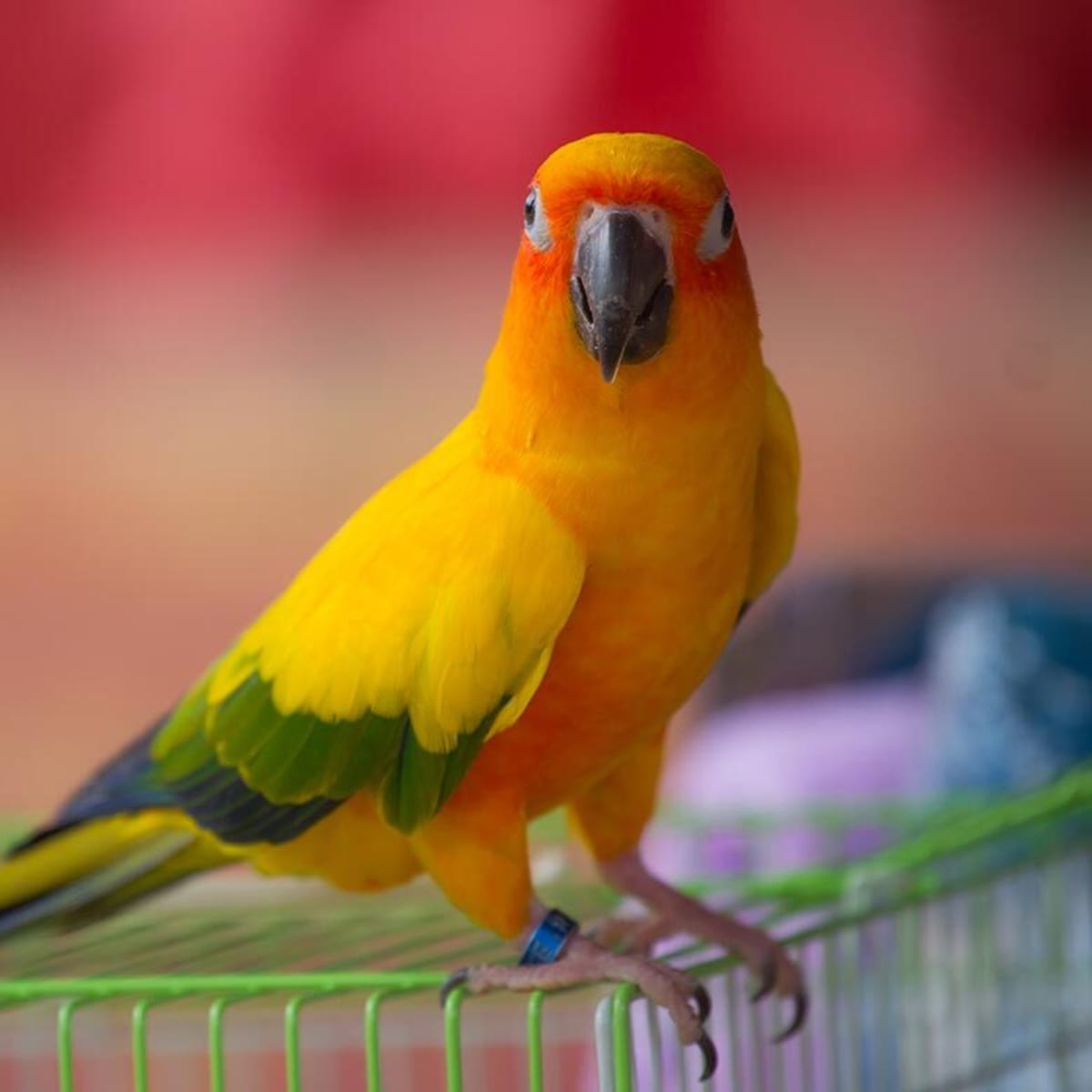 150 Best Bird Names for Your Feathered Friend Parade Pets