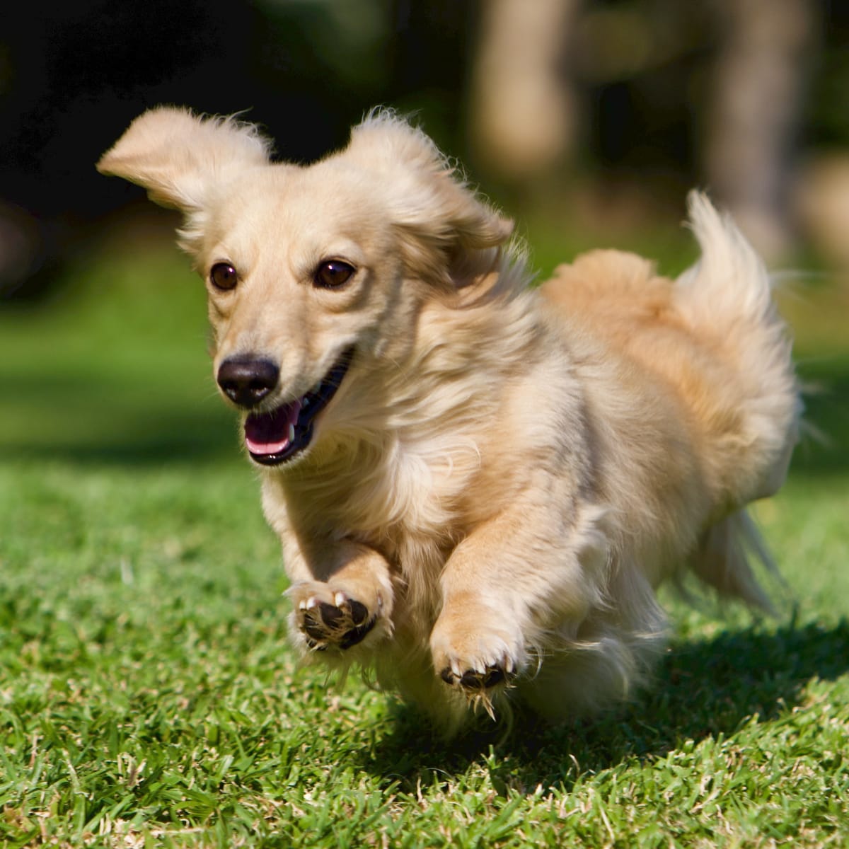 Sausage dog fluffy online
