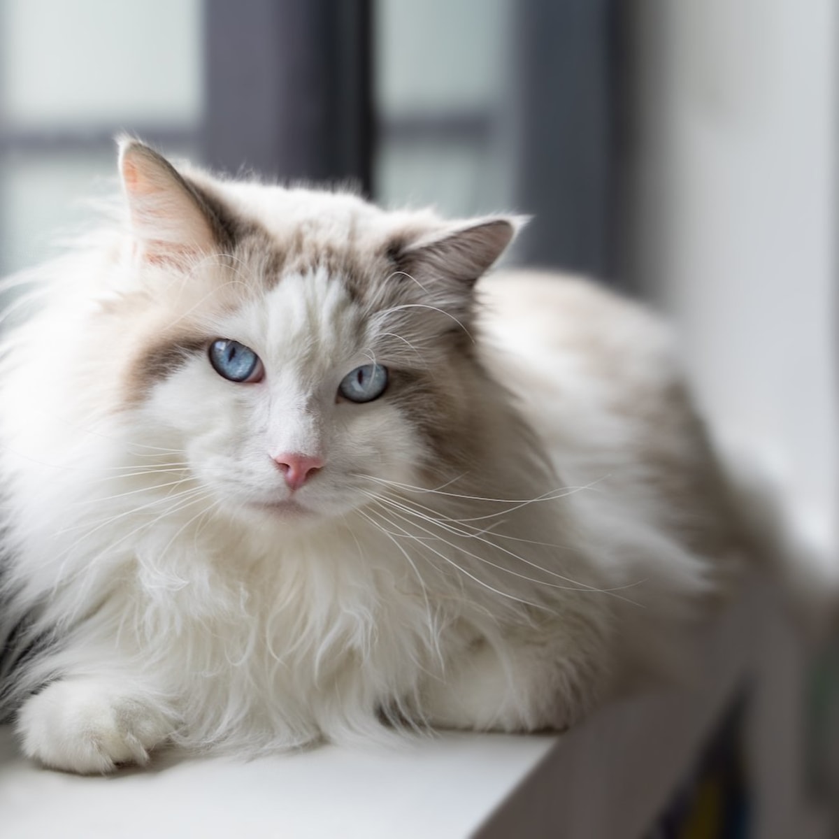 White fluffy shop cat