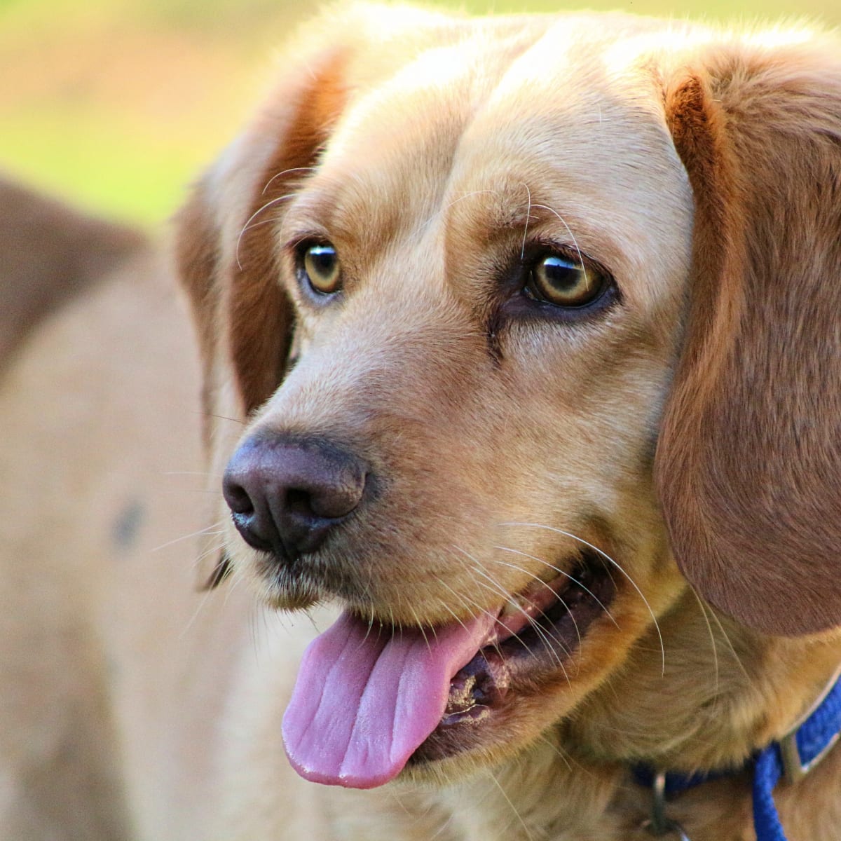 Retired Lab Beagle s First Time on Grass Is a Joy to Watch Parade