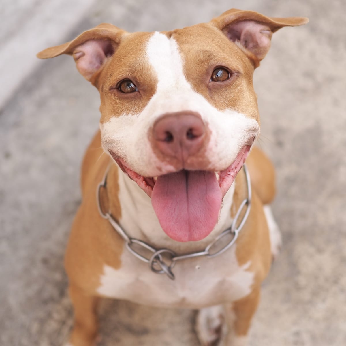 Best snacks discount for pitbulls