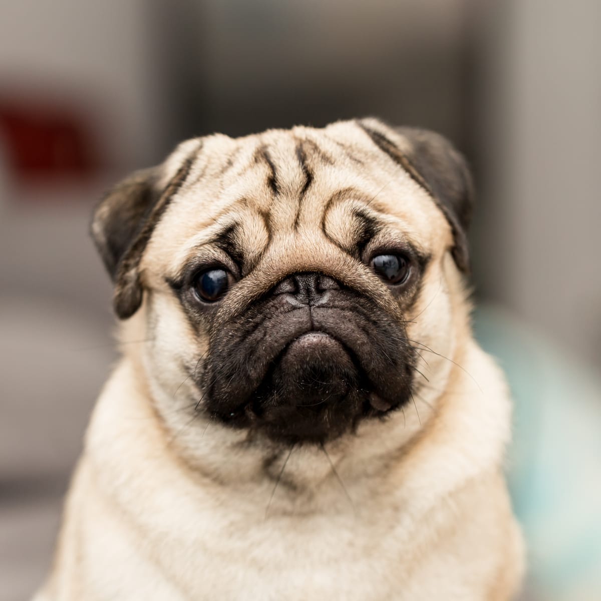 Pugs barking funny deals
