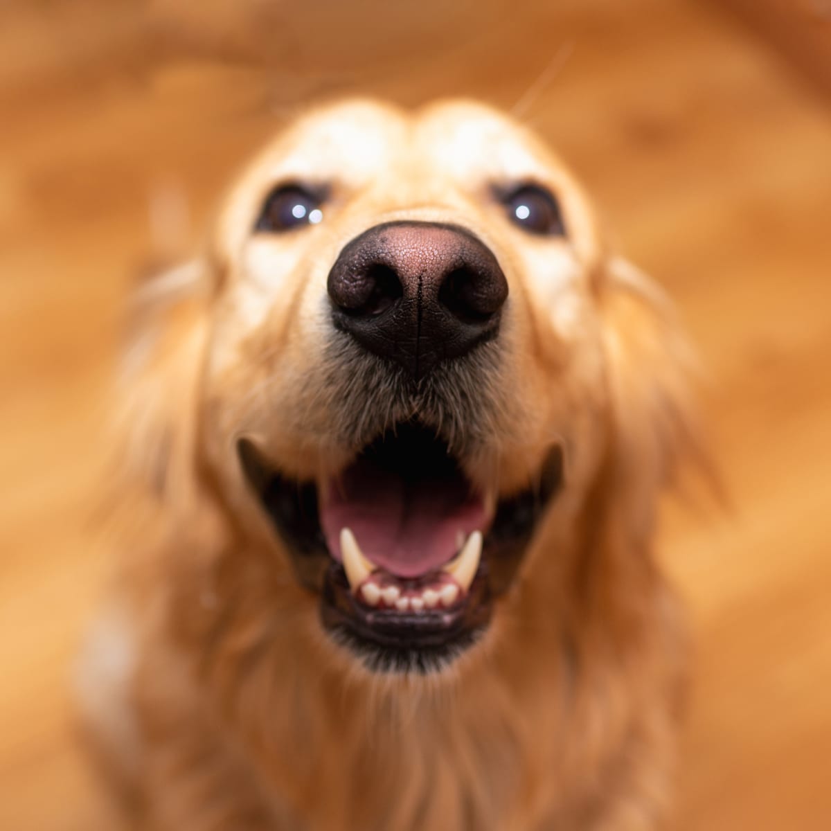 Golden clearance retriever silly