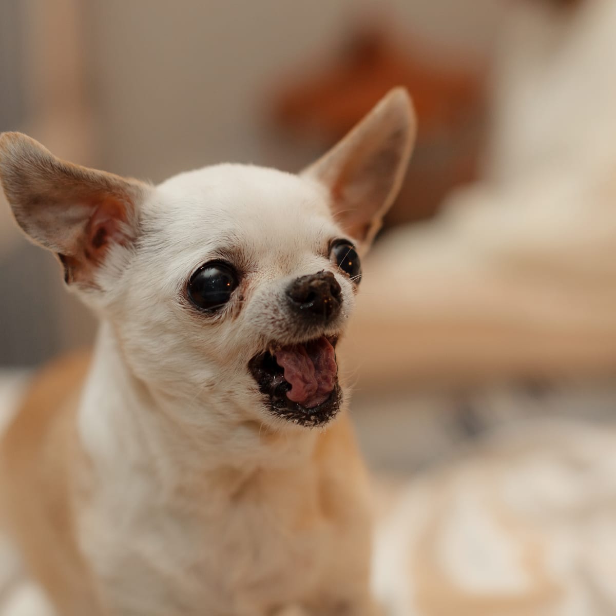 Longest top living chihuahua