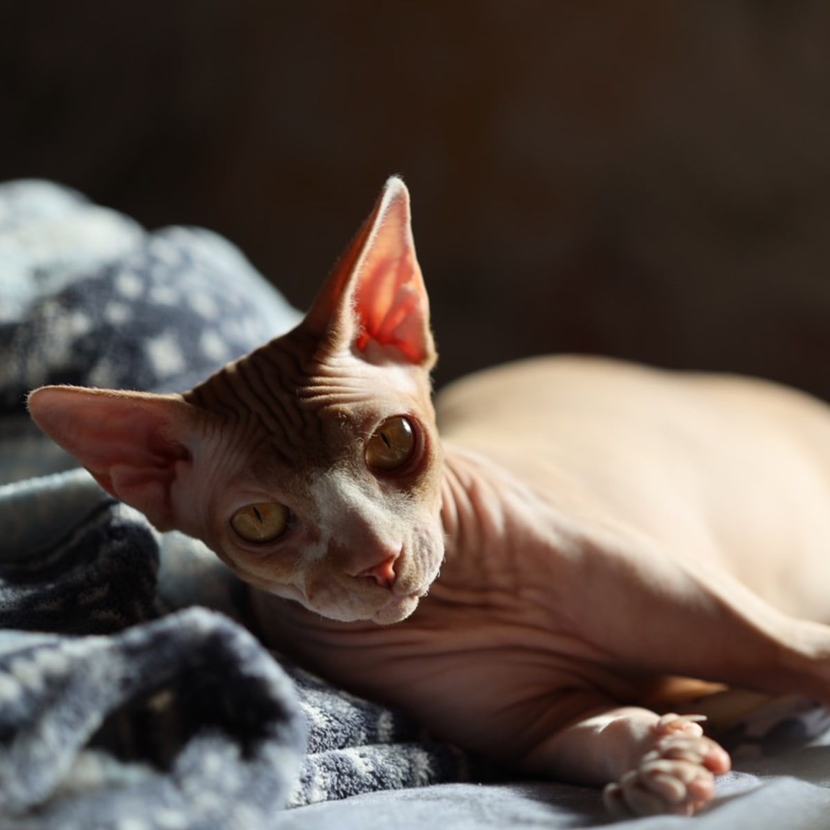 Sphynx cat glass table sales