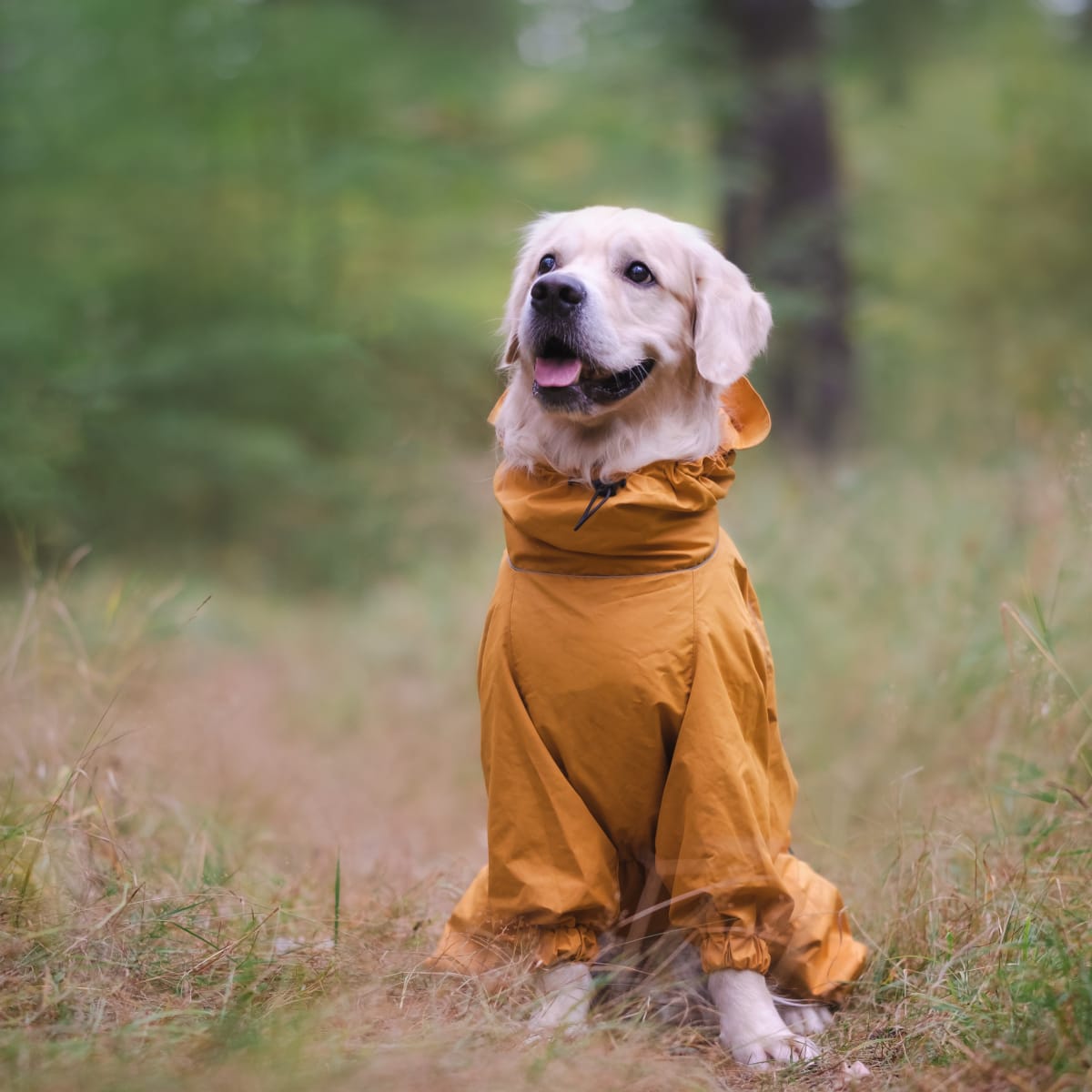 H&m top dog raincoat