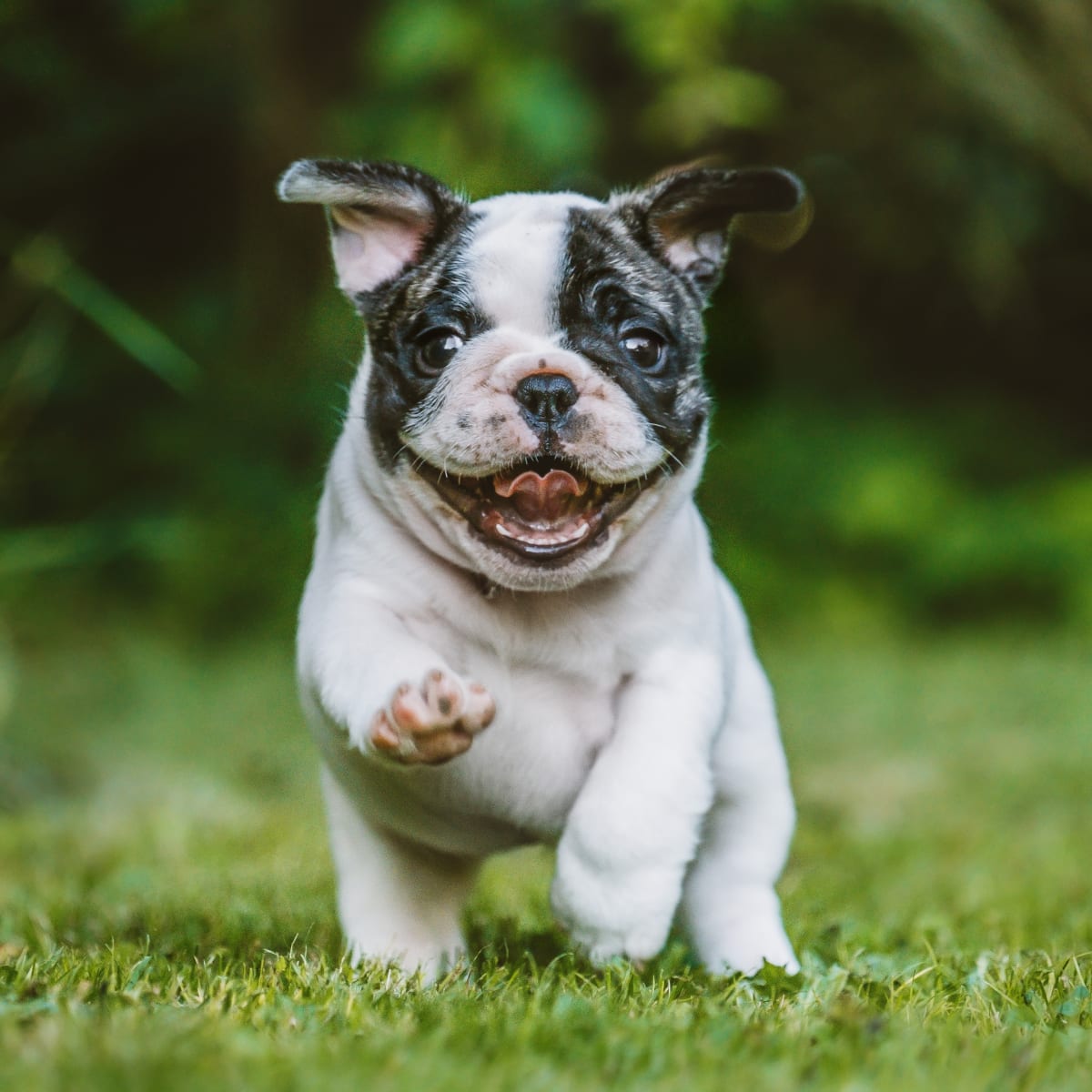 French Bulldog s Talking on Amsterdam Train Stuns Passengers