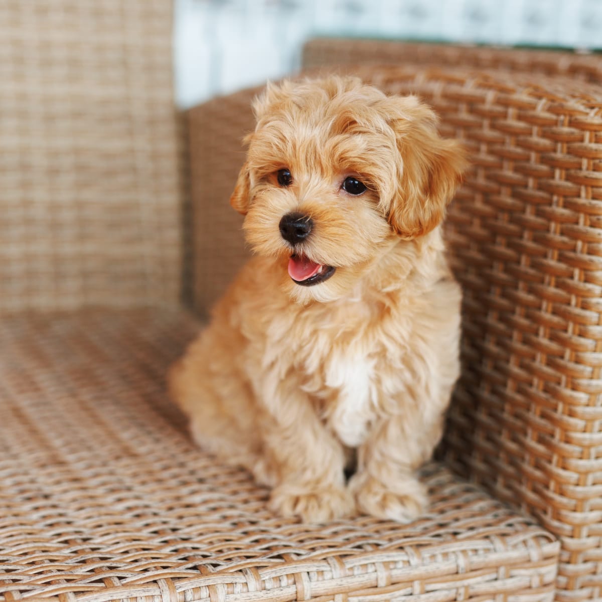 Funny discount maltipoo videos