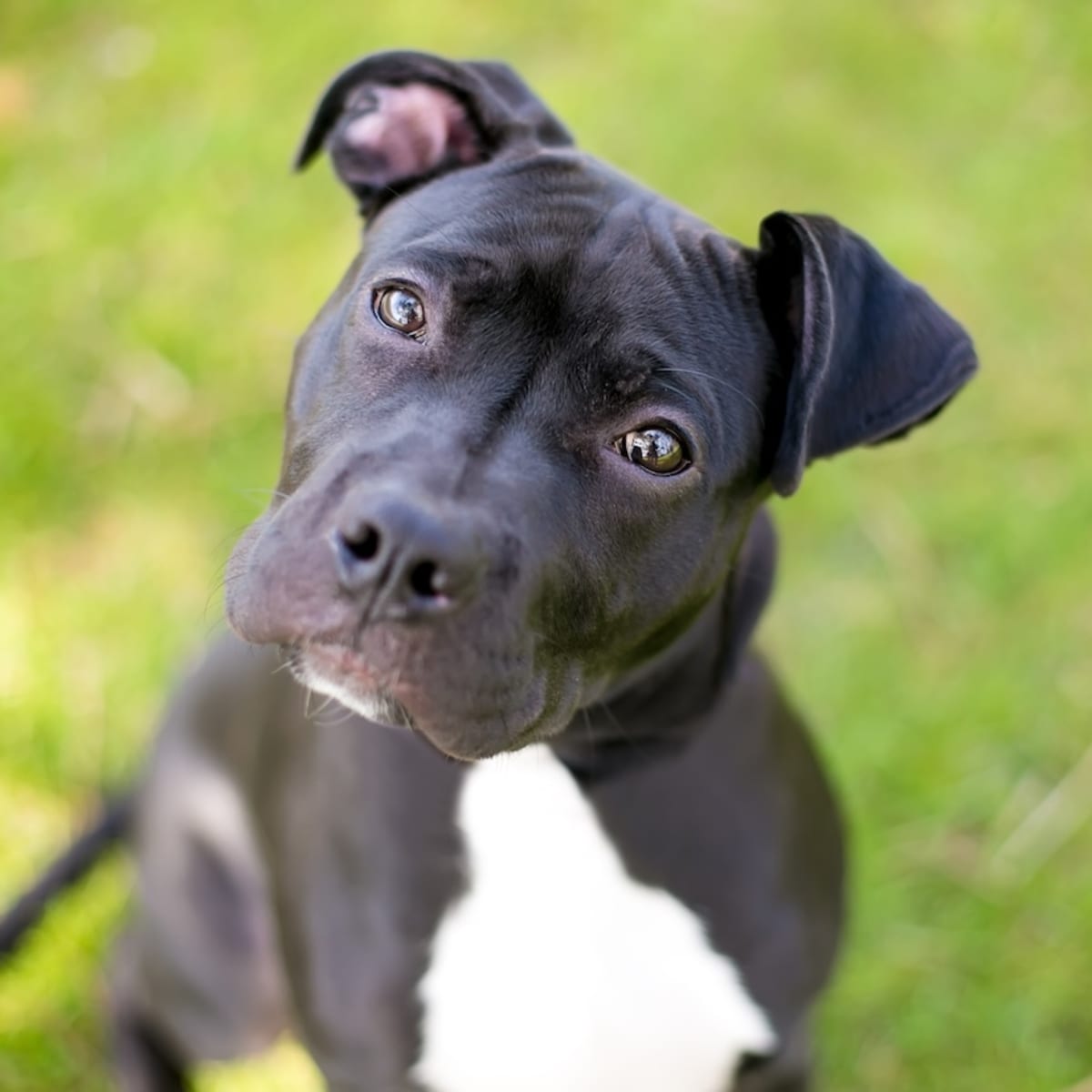 Precious Pit Bull Decides To Open His Own Bark Box Unbeknownst To Mom Parade Pets