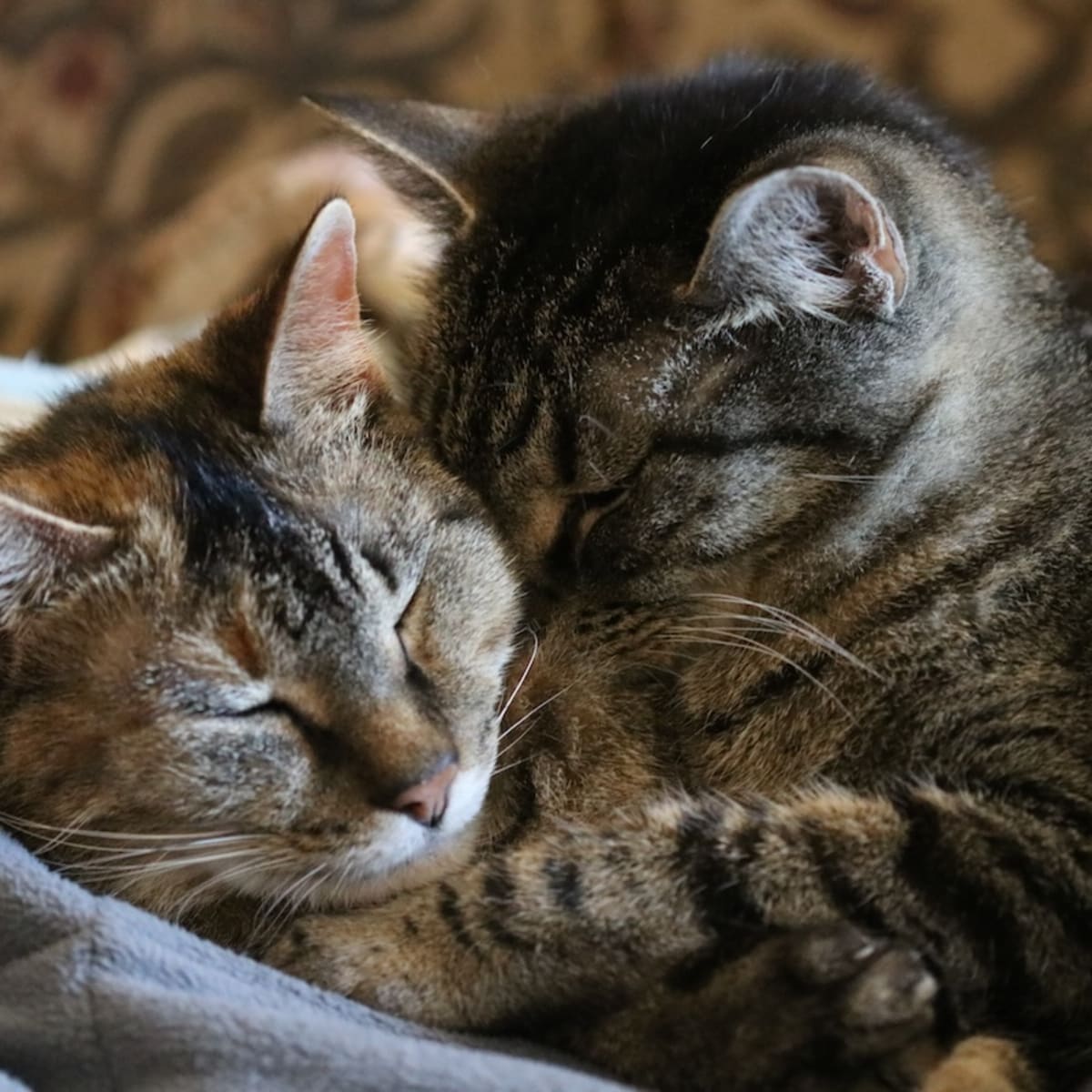 Cat snuggle clearance