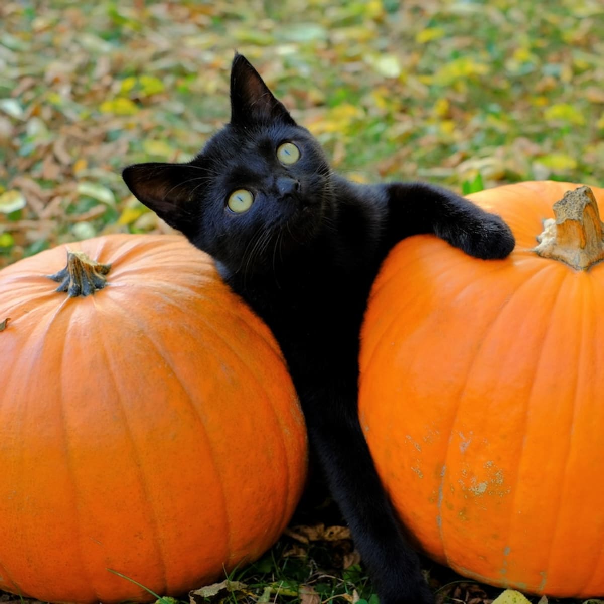 Black Cats Cute Confusion While Carefully Inspecting Pumpkin Is Full of the Halloween Spirit Parade Pets