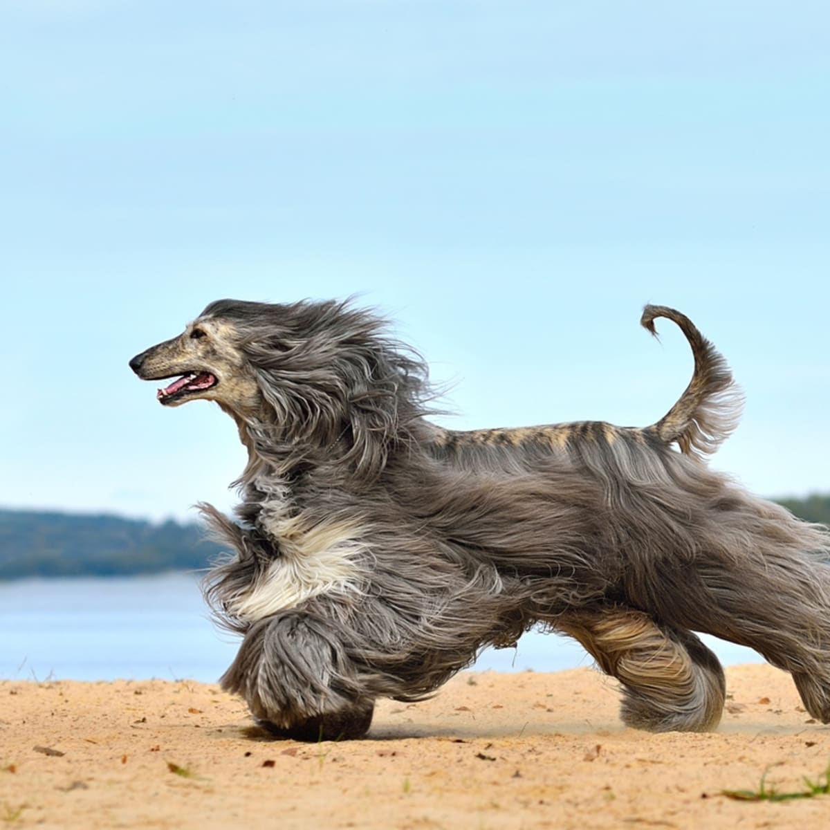 Long haired dog with distinctive ruff store