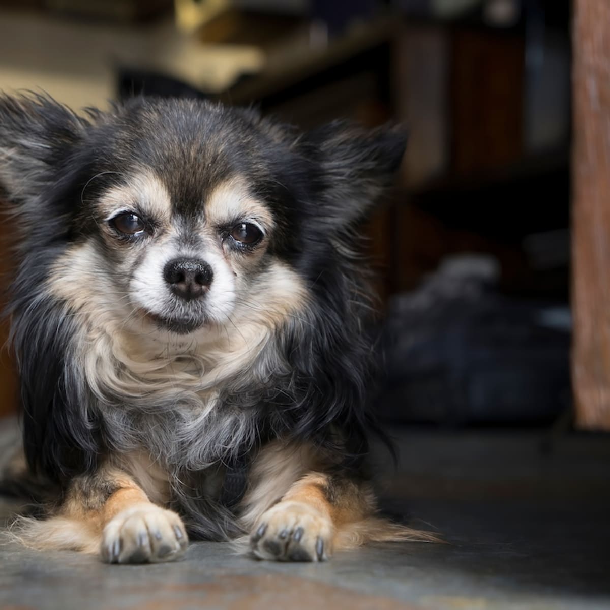 Pint Sized Chihuahua Wins Halloween with Bob from Beetlejuice Costume Parade Pets