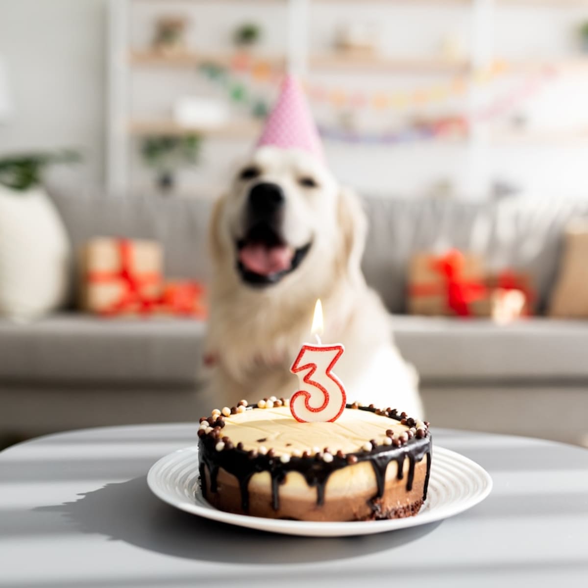 Golden Retriever Picking Out Birthday Gift at Walgreens Becomes the Talk of the Town Parade Pets