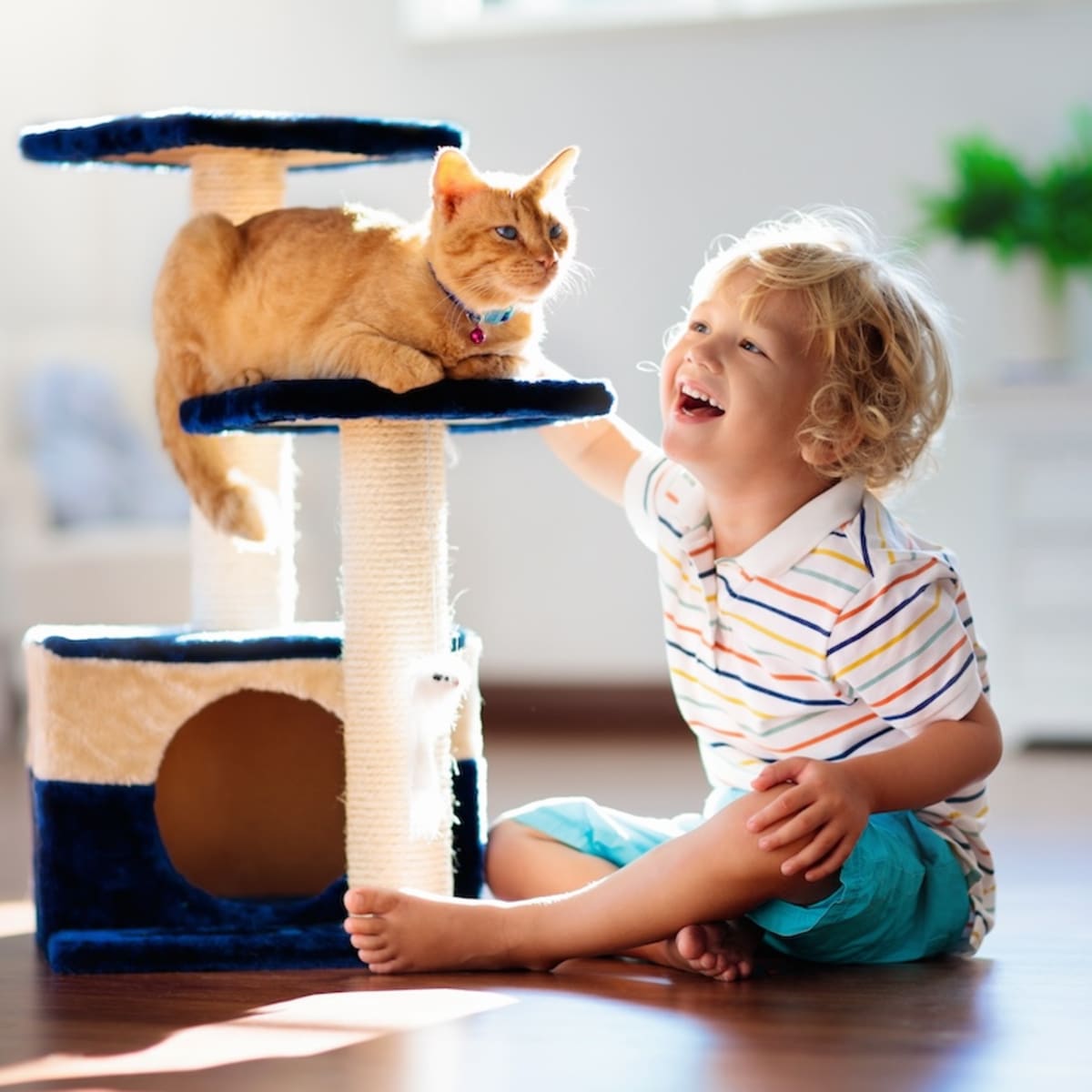Aldi cat scratching post 2019 online