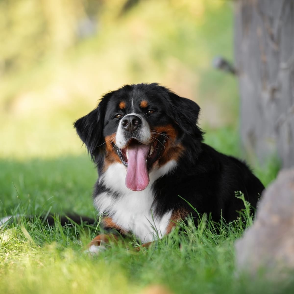 Bernese Mountain Dog Shares Kisses With Fluffy Cows Like a True Bestie Parade Pets