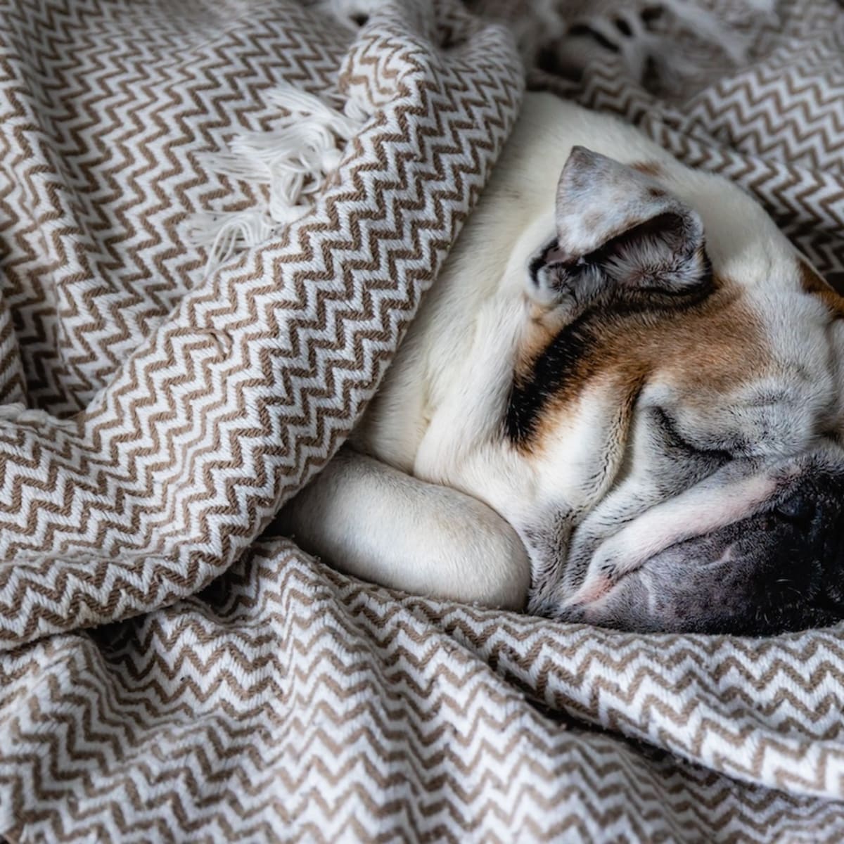 English Bulldogs Lavish Bedroom Is Giving People Serious FOMO Parade Pets