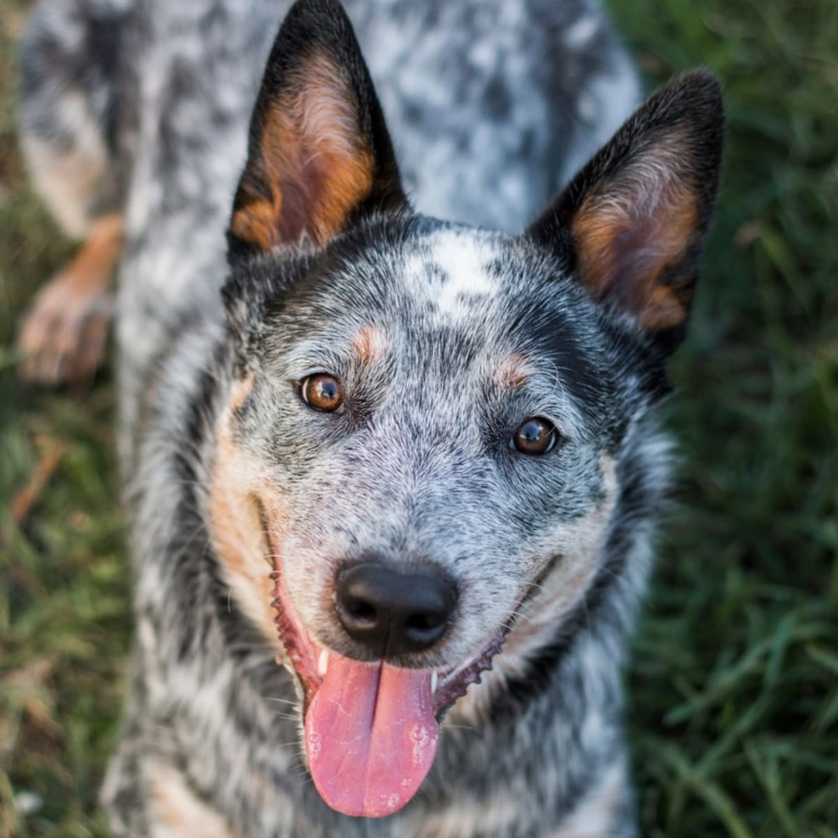 Deaf Cattle Dog Stages Hilarious Protest to Retrieve Toys After Ankle Injury Parade Pets