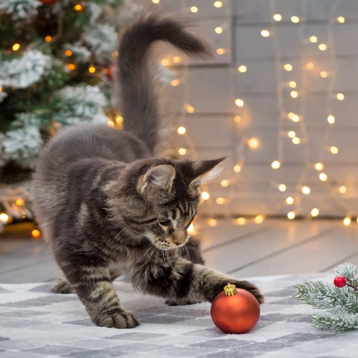Cat playing with christmas tree sales