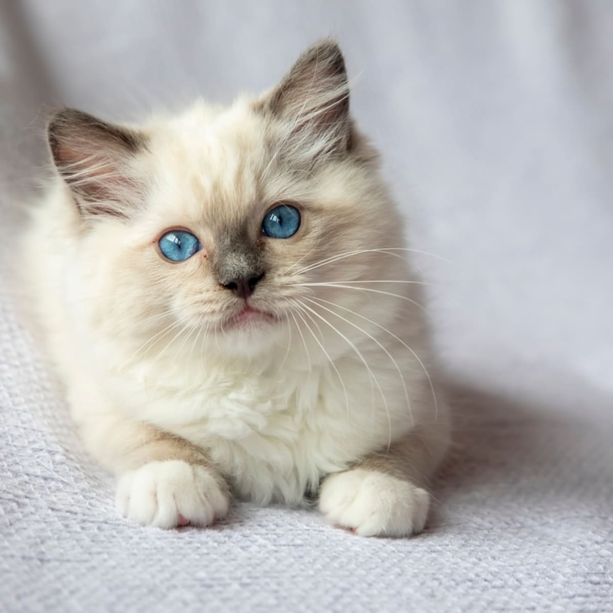 Doll kitten online