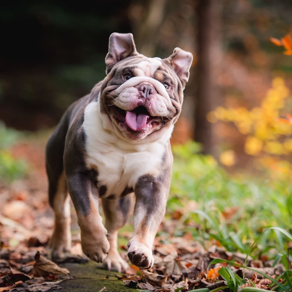 Angry dog throws bowl deals