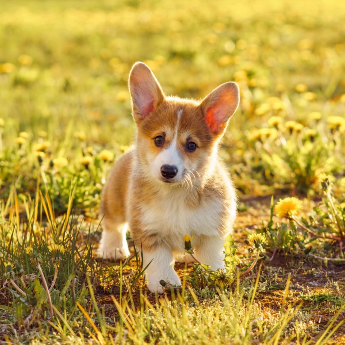 Corgi puppy cheap
