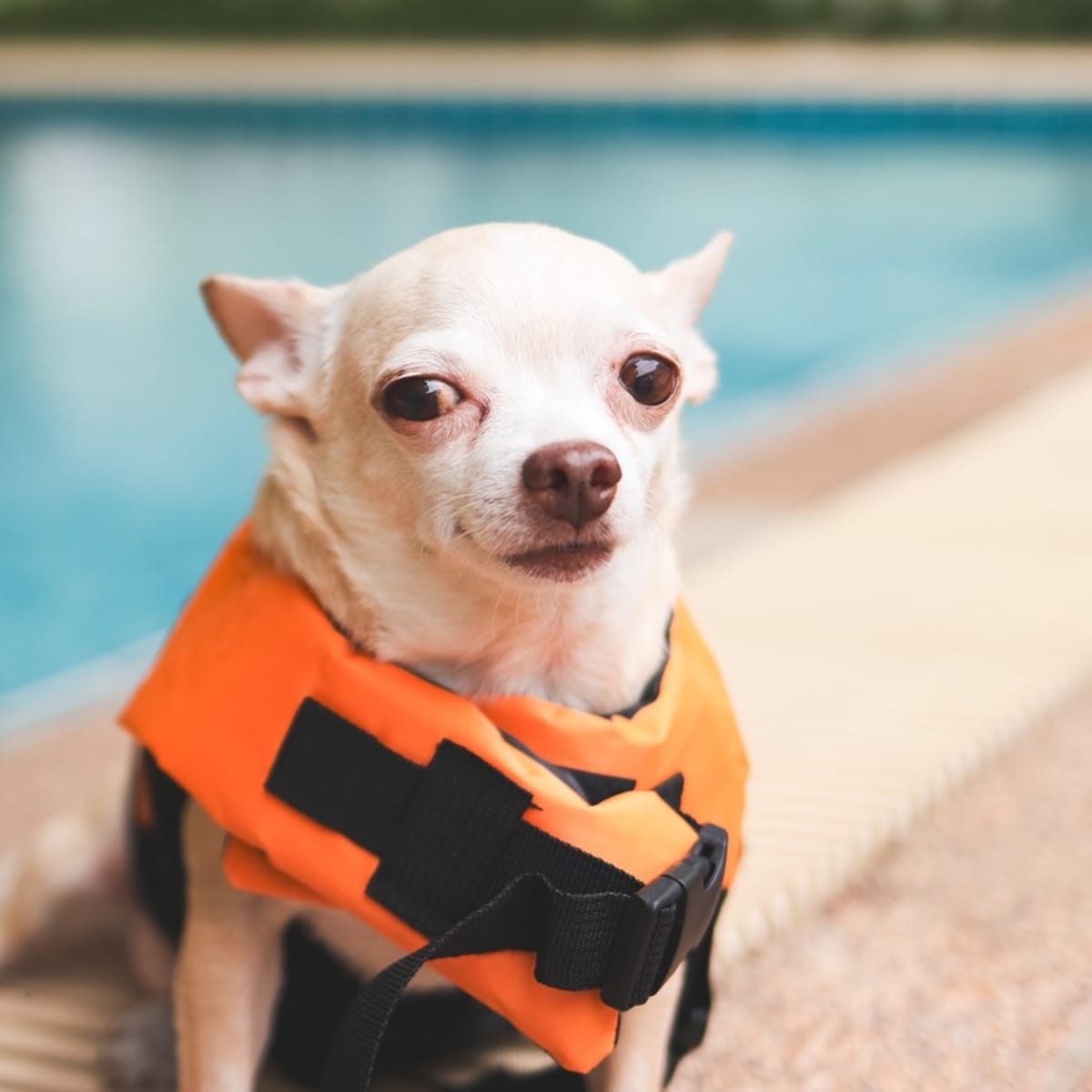 Little Chihuahua s Splashy Swim Debut Takes a Hilarious Turn Parade Pets
