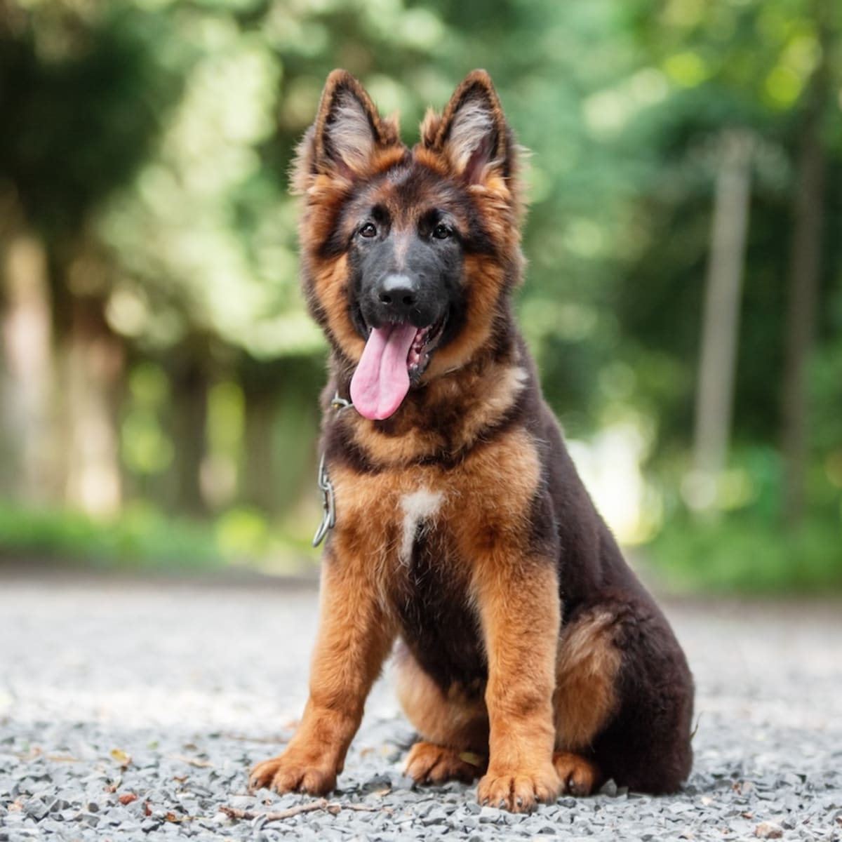 German Shepherd Puppy s First Trip to the Beach Is As Sweet As It Gets Parade Pets