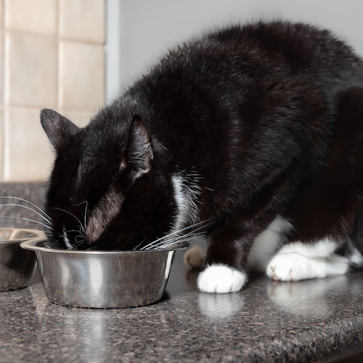Best food for tuxedo cats sales