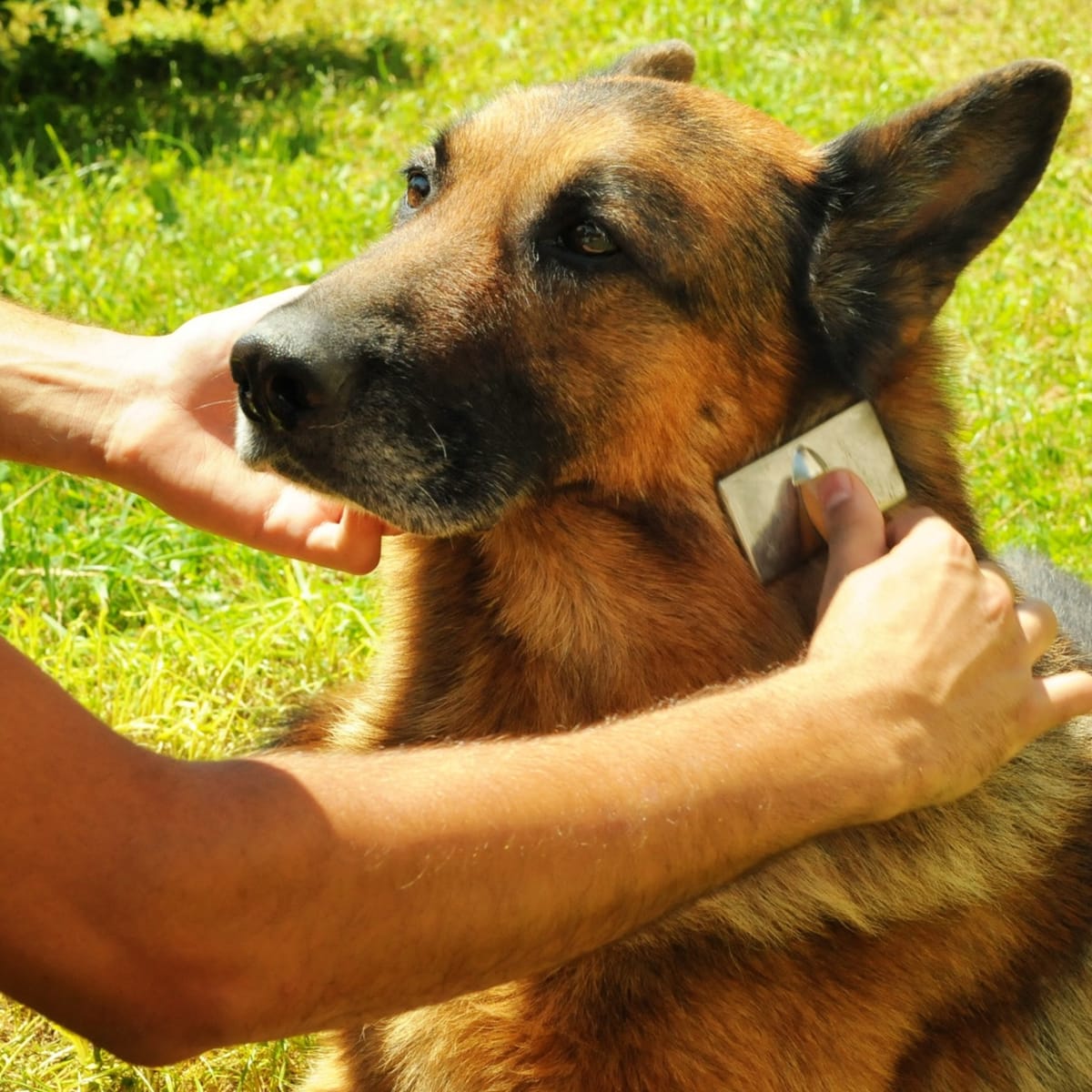 Best dog brush cheap for german shepherds