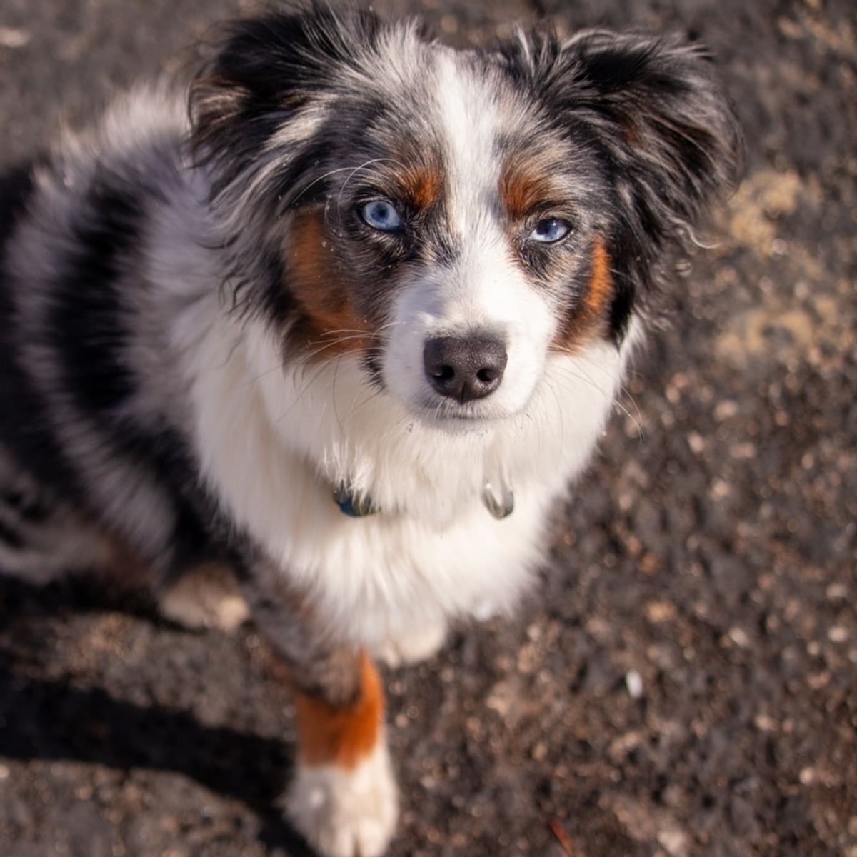 Toy Aussie Enjoys Epic Playdate with Giant Ball and Fun Loving Australian Shepherd Pals Parade Pets